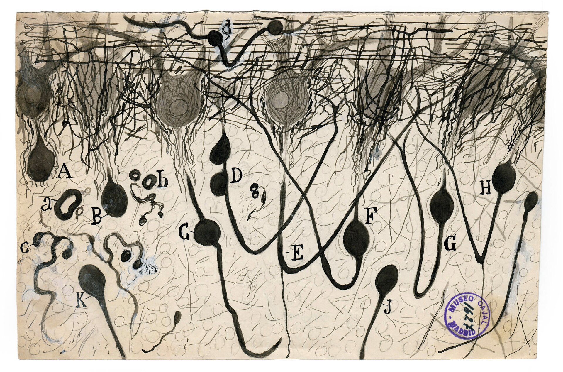 Drawing of nerve cells by Santiago Ramón y Cajal, around 1900